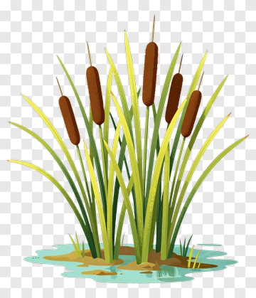 Cattail Plant In A Marsh Environment PNG