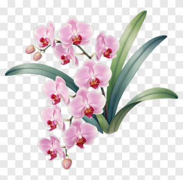 Pink Orchid Flower Arrangement PNG
