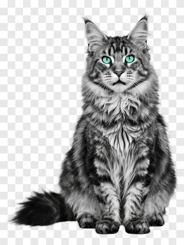 Maine Coon Cat With Bright Blue Eyes PNG