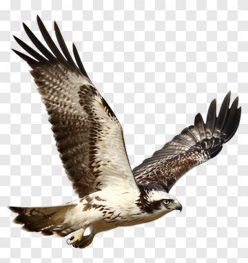 Bird In Flight PNG