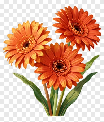 Colorful Orange Gerbera Daisies PNG
