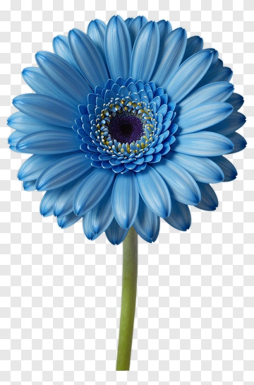 Blue Gerbera Flower PNG