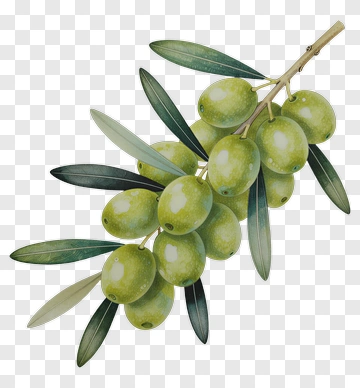 Green Olive Branch With Leaves PNG