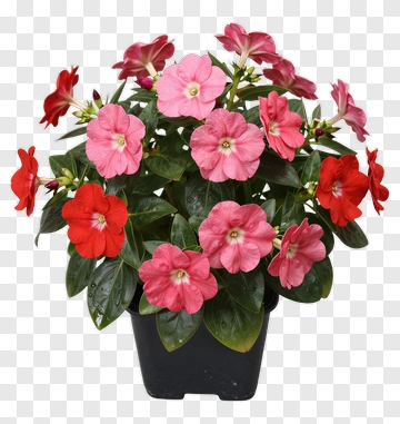 Colorful Flower Bouquet In A Pot PNG
