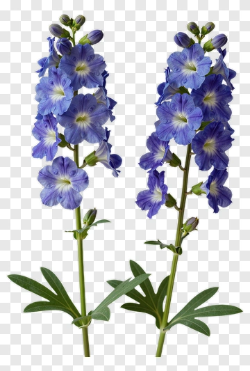 Blue Delphinium Flower PNG