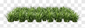 Lush Green Grass Patch PNG