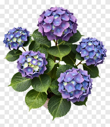 Hydrangea Plant With Purple Flowers PNG