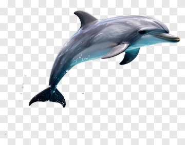 Realistic Dolphin Swimming In Water PNG