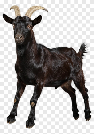 Black Goat With Curved Horns PNG