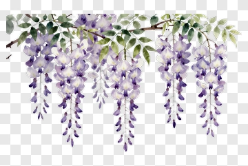 Watercolor Wisteria Flowers PNG