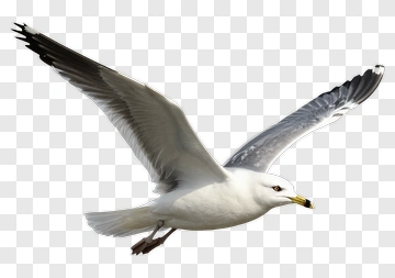 Seagull Flying PNG