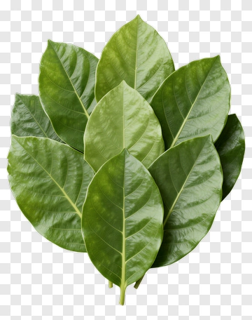 Green Leaves Arrangement PNG