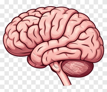 Illustration Of A Brain PNG