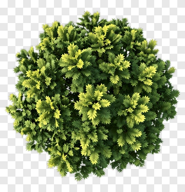 Green Bush With Yellow Highlights PNG