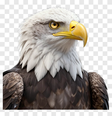 Realistic Bald Eagle Portrait PNG