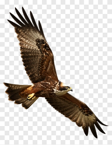 Bald Eagle Flying PNG