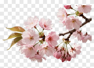 Cherry Blossom Branch With Pink Flowers PNG