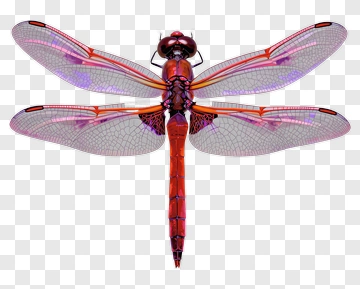 3D Dragonfly With Colorful Wings PNG