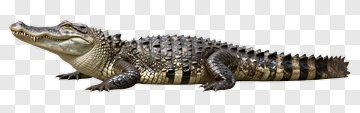 Realistic Crocodile Lying On The Ground PNG