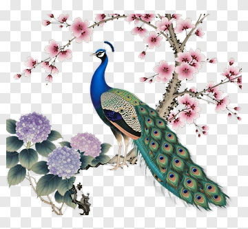Colorful Peacock Among Cherry Blossoms And Hydrangeas PNG