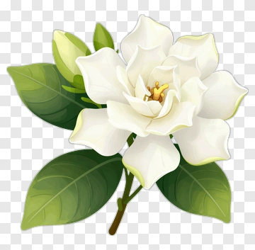 White Gardenia Flower With Green Leaves PNG