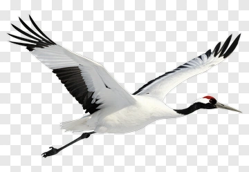 Flying Crane With Outstretched Wings PNG