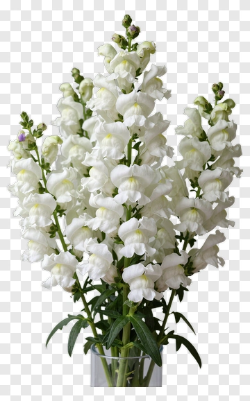 White Snapdragons Bouquet PNG