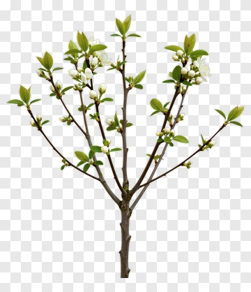 Flowering Branch With Green Leaves PNG