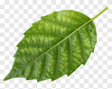 Green Leaf PNG