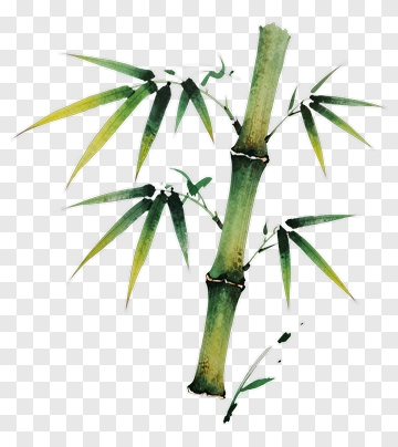 Watercolor Bamboo Plant PNG