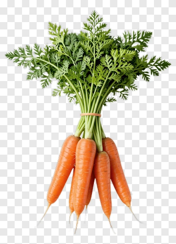 Bunch Of Fresh Carrots PNG