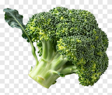 Fresh Broccoli PNG