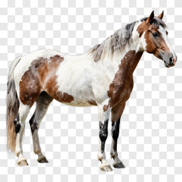 Painted Horse Standing PNG