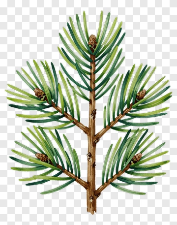 Pine Tree Branch With Cones PNG