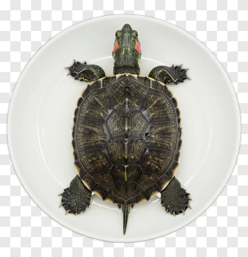 Turtle On A White Plate PNG
