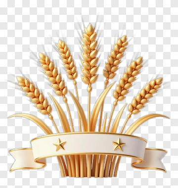 Wheat Sheaf With Decorative Banner PNG