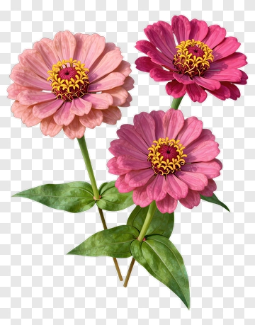 Colorful Zinnia Flowers PNG