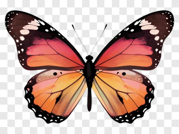 Colorful Butterfly With Orange And Black Wings PNG