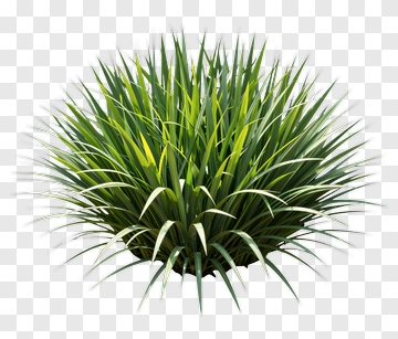 Green Grass Plant PNG