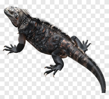 Lizard With Spiky Skin PNG