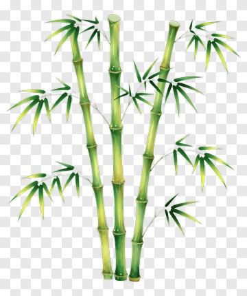Bamboo Plant PNG