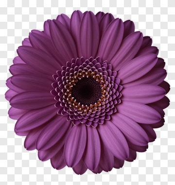Purple Flower PNG