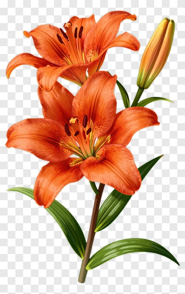 Orange Lily Flower PNG