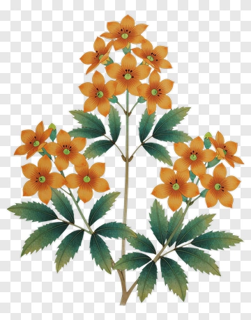 Colorful Orange Flower Bouquet PNG