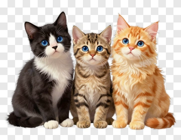 Three Adorable Cats Sitting Together PNG