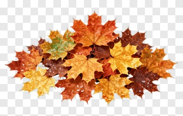 Colorful Maple Leaves PNG