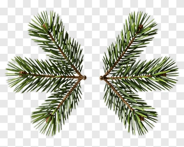 Pine Tree Branches PNG