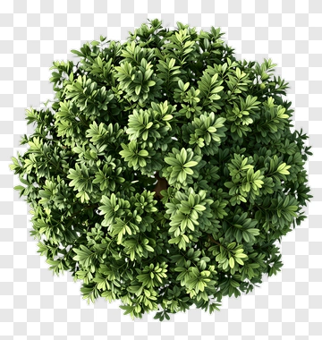 Green Tree PNG