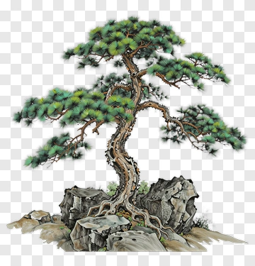 Pine Tree Growing On Rocky Base PNG
