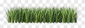 Green Grass PNG
